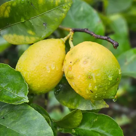 4-5 Star Ecoresort Portobali