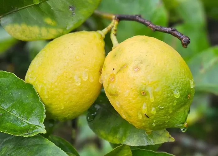 4-5 Star Ecoresort Portobali